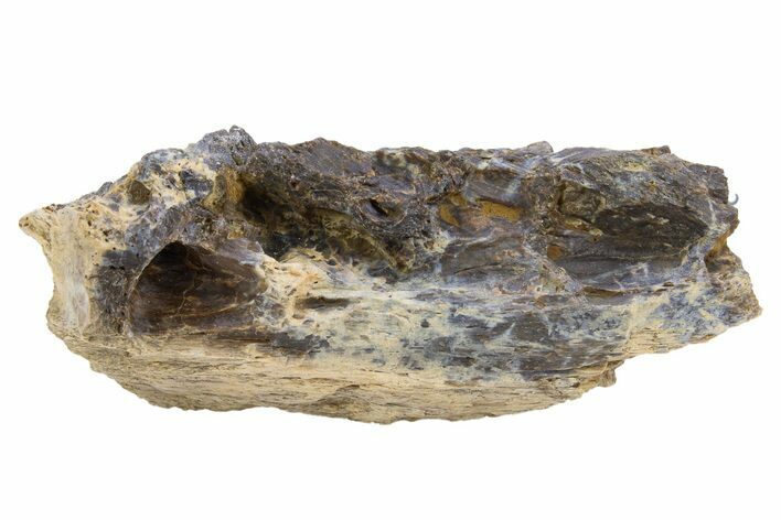 Fossil Tyrannosaur (T rex) Bone Section - Wyoming #306714
